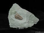 / Inch Prone Flexicalymene Trilobite #491-2